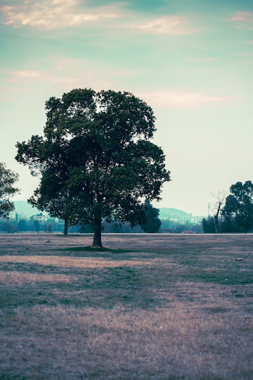 Fotobanka s bezplatnými fotkami na tému jeseň, park, sám