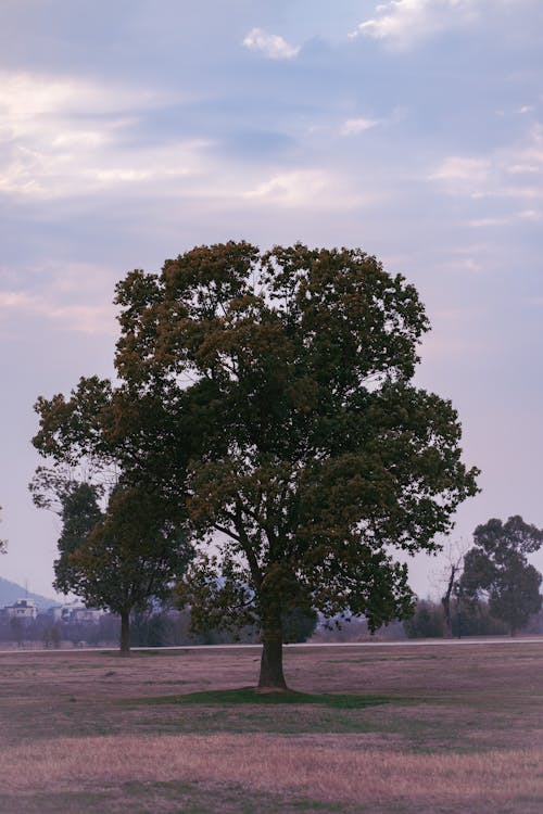 alan, büyük ağaç, çayır içeren Ücretsiz stok fotoğraf
