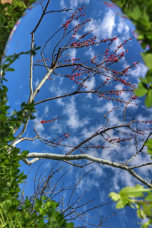 Pink Flowers on Branches of Tree