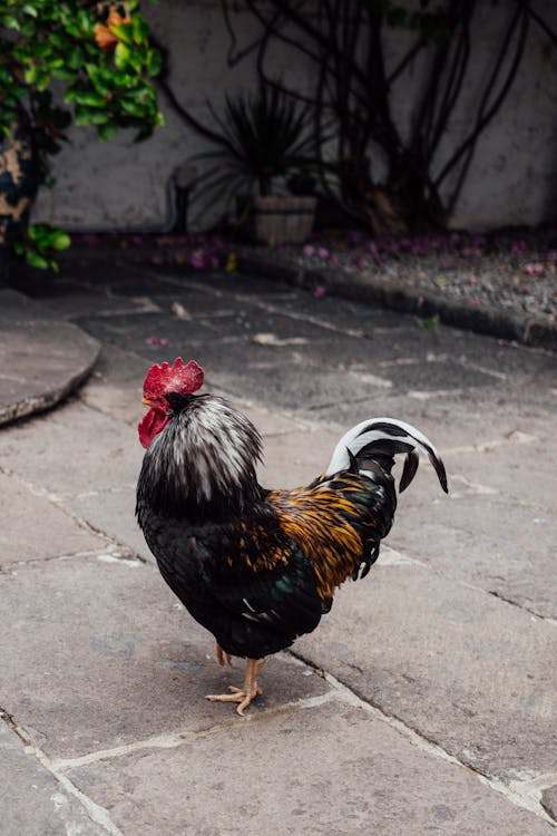 A rooster is walking on a sidewalk near a building