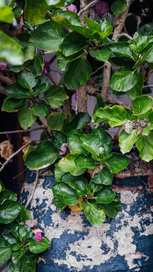 A plant with green leaves and purple flowers