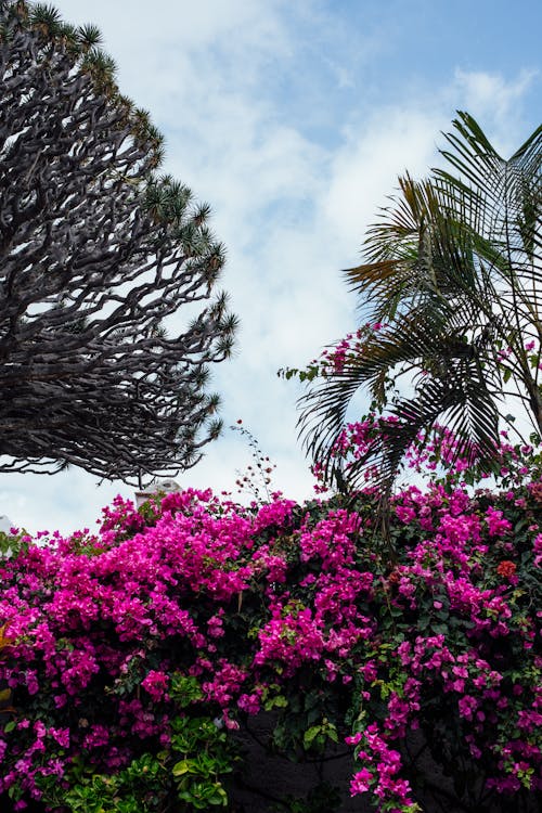 A tree and some flowers in front of a blue sky