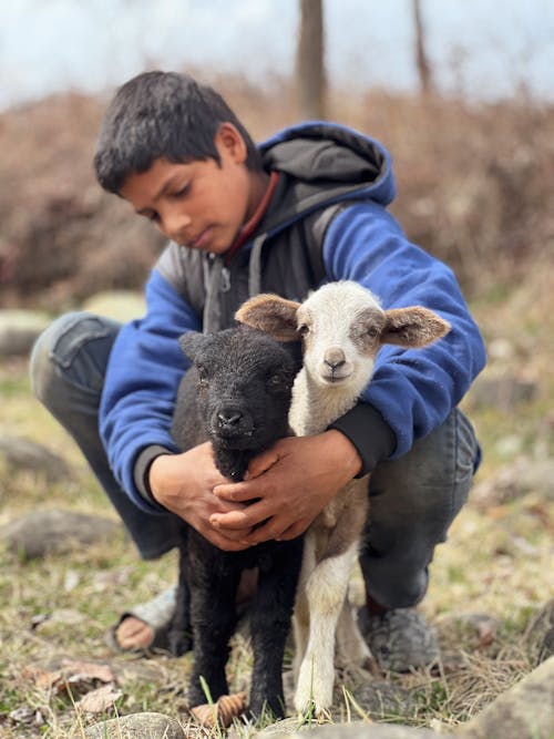 shepherd boy with lambs, black and white lamb