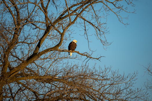 Bald eagle perched on a tree branch in Reads Landing, MN, a symbol of wildlife and nature.