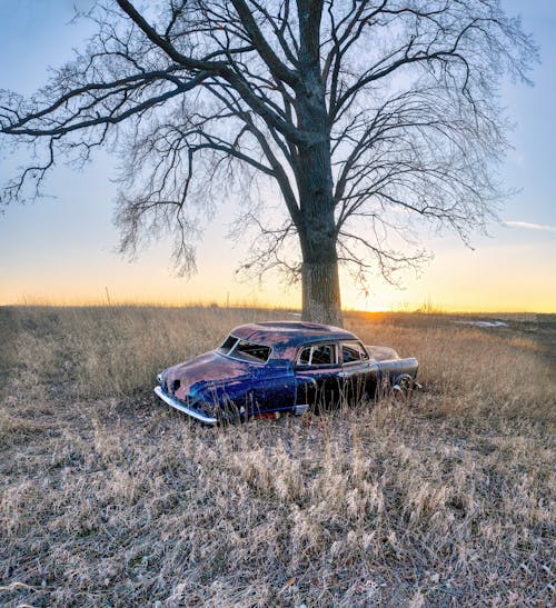 Imagine de stoc gratuită din abandonat, apus, arbore