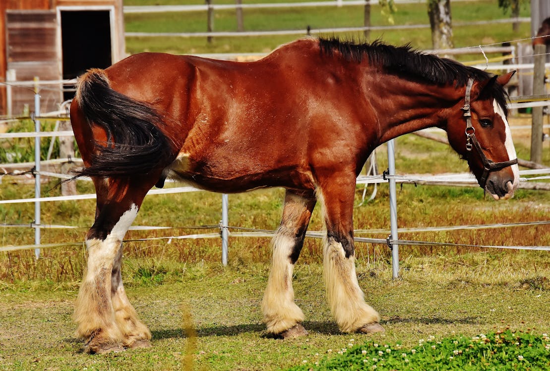 Rotes Und Schwarzes Pferd