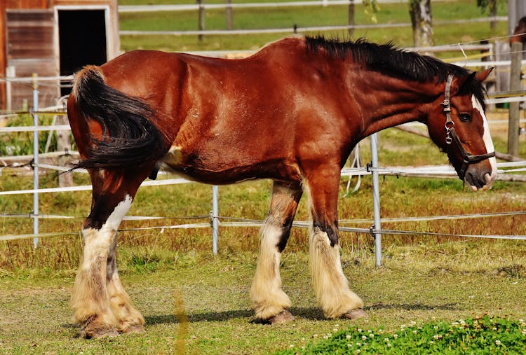 Red And Black Horse