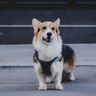A Welsh Corgi wearing a black protective harness sits alertly on an urban city sidewalk.