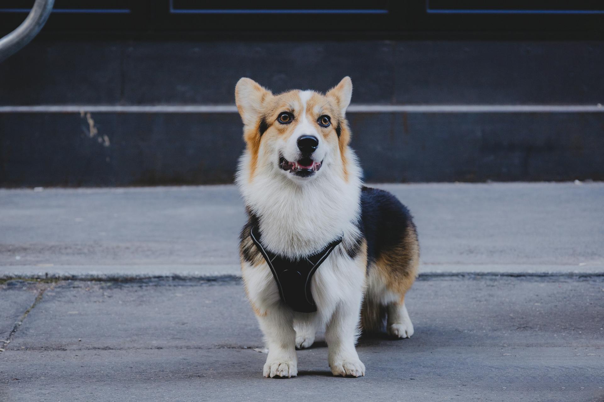 Pembroke Welsh Corgi On the Street