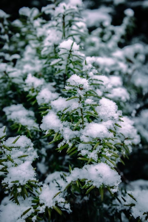 Free snowy branch Stock Photo