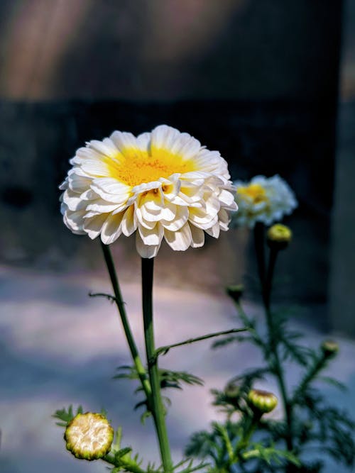 Základová fotografie zdarma na téma krásná květina