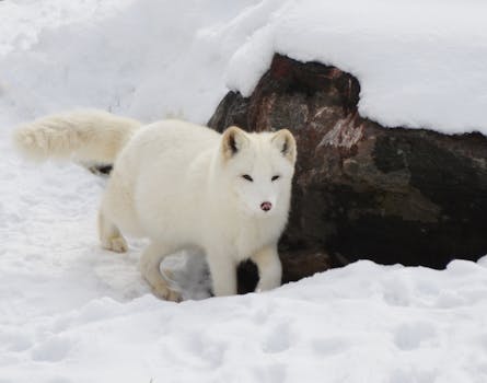 A serene arctic fox in its winter coat, blending with a snowy wilderness setting.