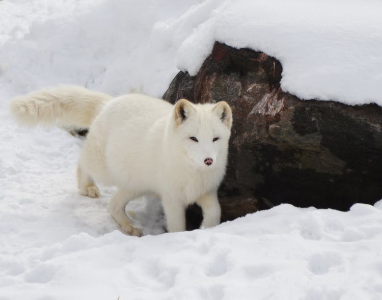 Snow Fox Near Brown Rock