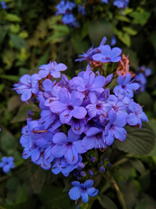 คลังภาพถ่ายฟรี ของ ดอกไม้สีฟ้า