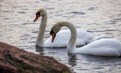 Swans, Finland, March, 2024