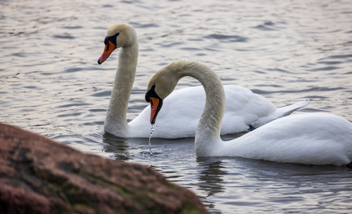 Free Two graceful swans swimming in Helsinki, showcasing serene wildlife in a natural setting. Stock Photo
