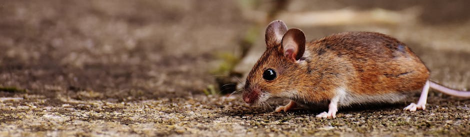 rodent control services staten island