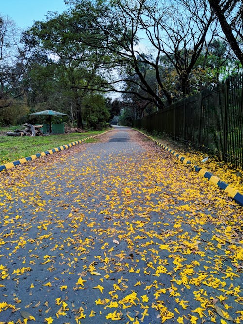 Free stock photo of flower in road, good morning