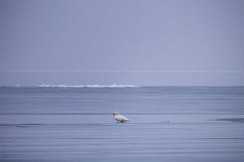 Безкоштовне стокове фото на тему «водяна птиця, заморожений, зима»