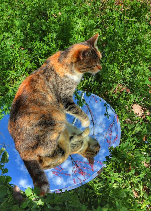 A cat sitting on top of a mirror in the grass