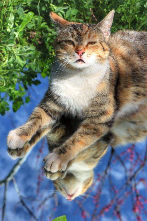 Cat Lying Down on Mirror on Grass