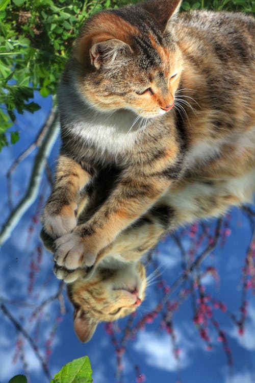 Imagine de stoc gratuită din animale de casă, arbore, fotografie de animale