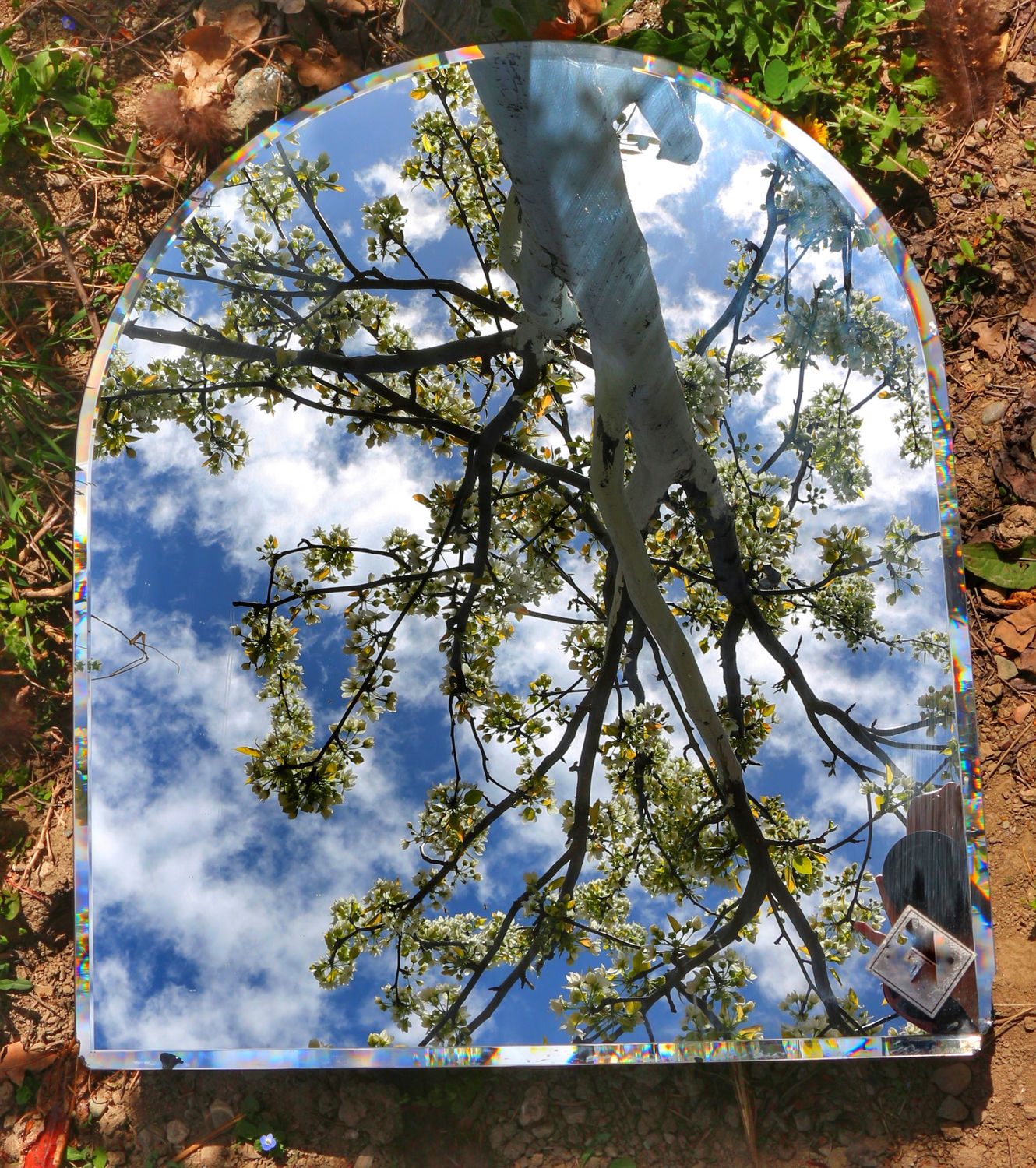 Reflection Tree Hanging Mirror Reflecting a Tree · Free Stock Photo