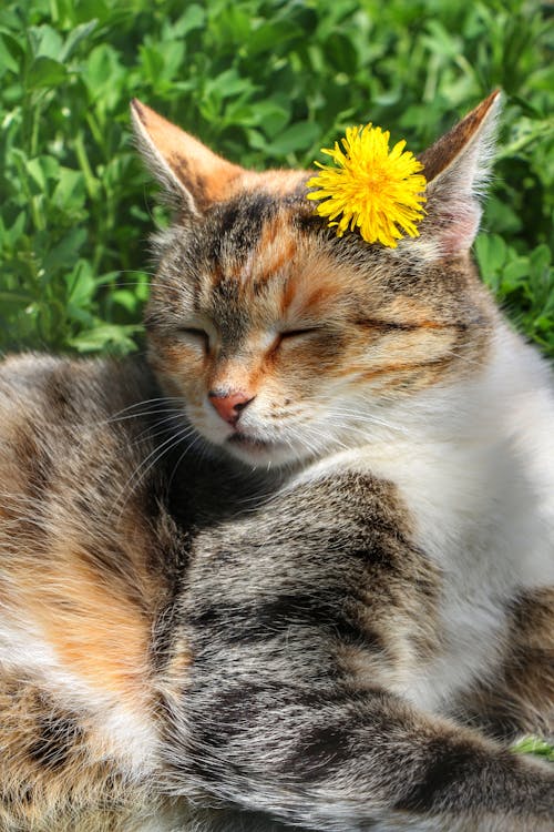 A calico cat with a flower on its head