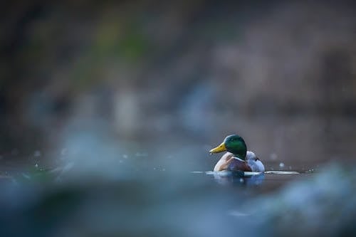 Duck on a River