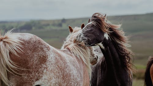 Immagine gratuita di animali, avvicinamento, cavalli