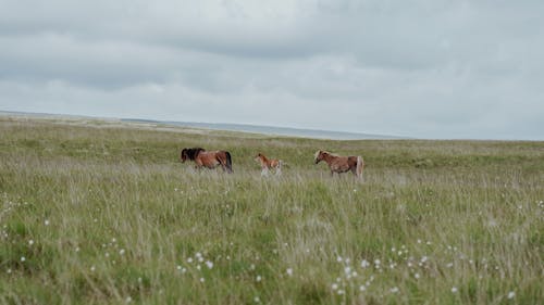 Fotos de stock gratuitas de caballos, campo, Colt