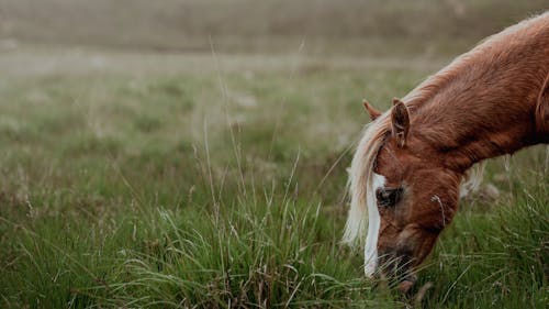 Imagine de stoc gratuită din animal, cal, focalizare selectivă