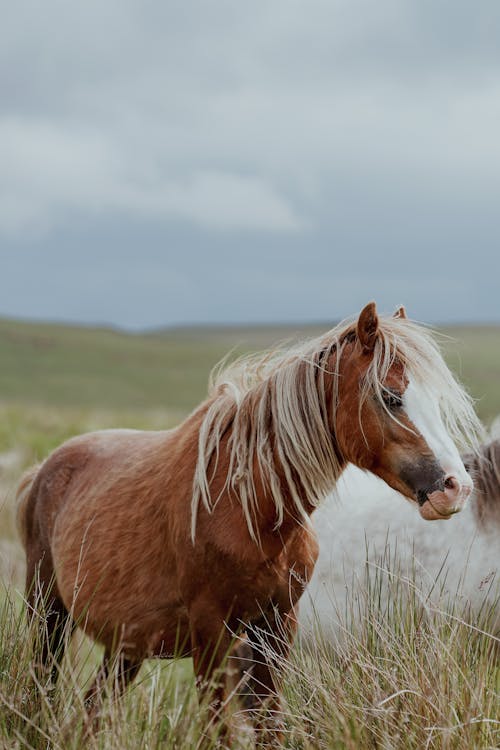 Fotobanka s bezplatnými fotkami na tému dedinský, hnedá, hospodárske zviera