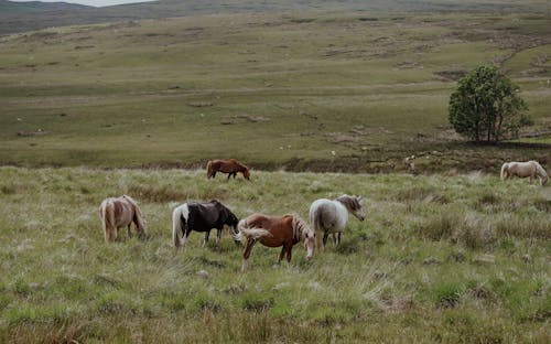 Foto d'estoc gratuïta de bestiar, camp, cavalls