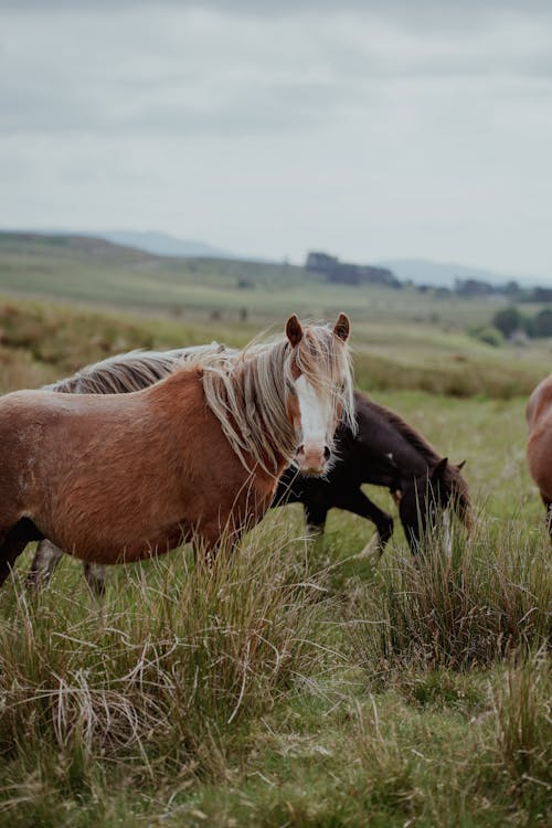 Foto d'estoc gratuïta de bestiar, camp, cavalls