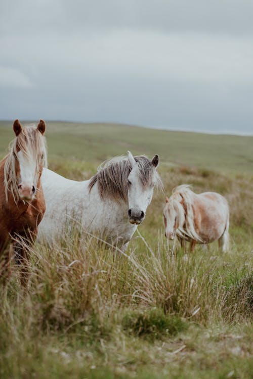 Three horses standing in a field with grass