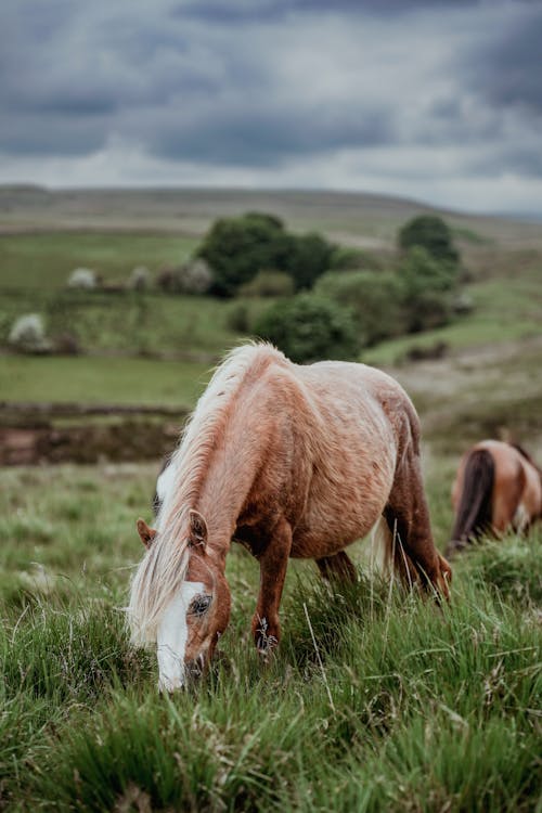 Two horses grazing in a field with green grass