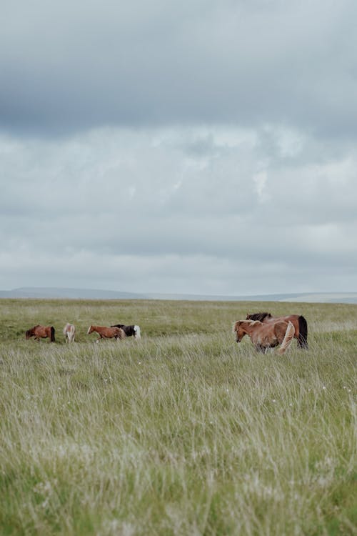 Gratis stockfoto met beesten, bewolking, gras