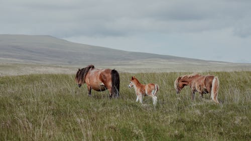 Foto d'estoc gratuïta de cavalls, Colt, fotografia d'animals