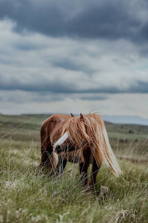 A horse is standing in a grassy field