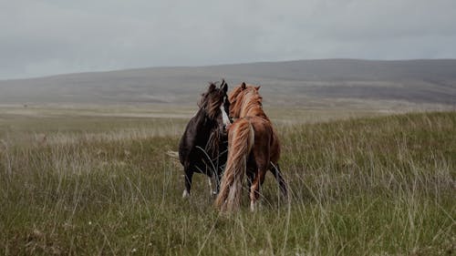 Two horses running through a field of grass