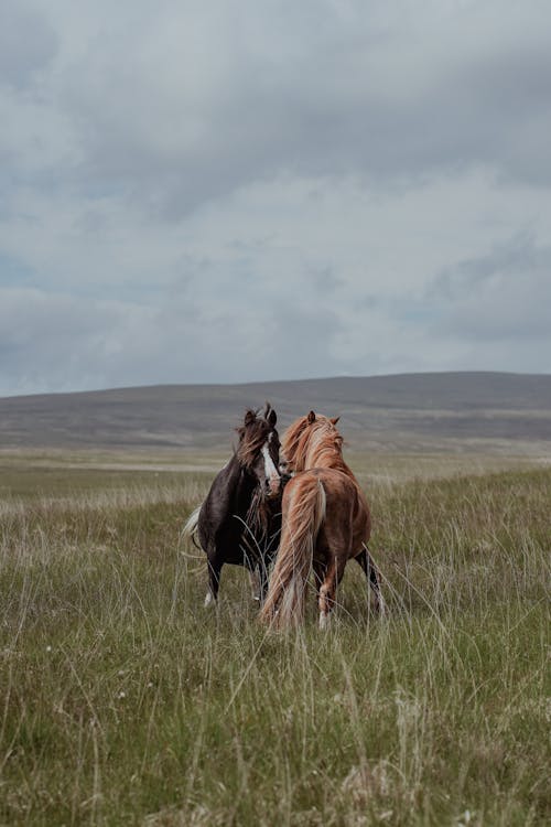 Horses on Meadow