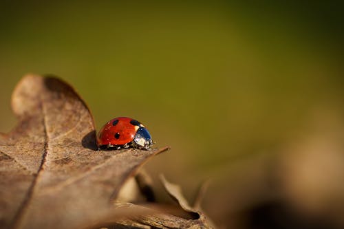 セレクティブフォーカス, てんとう虫, 動物の無料の写真素材