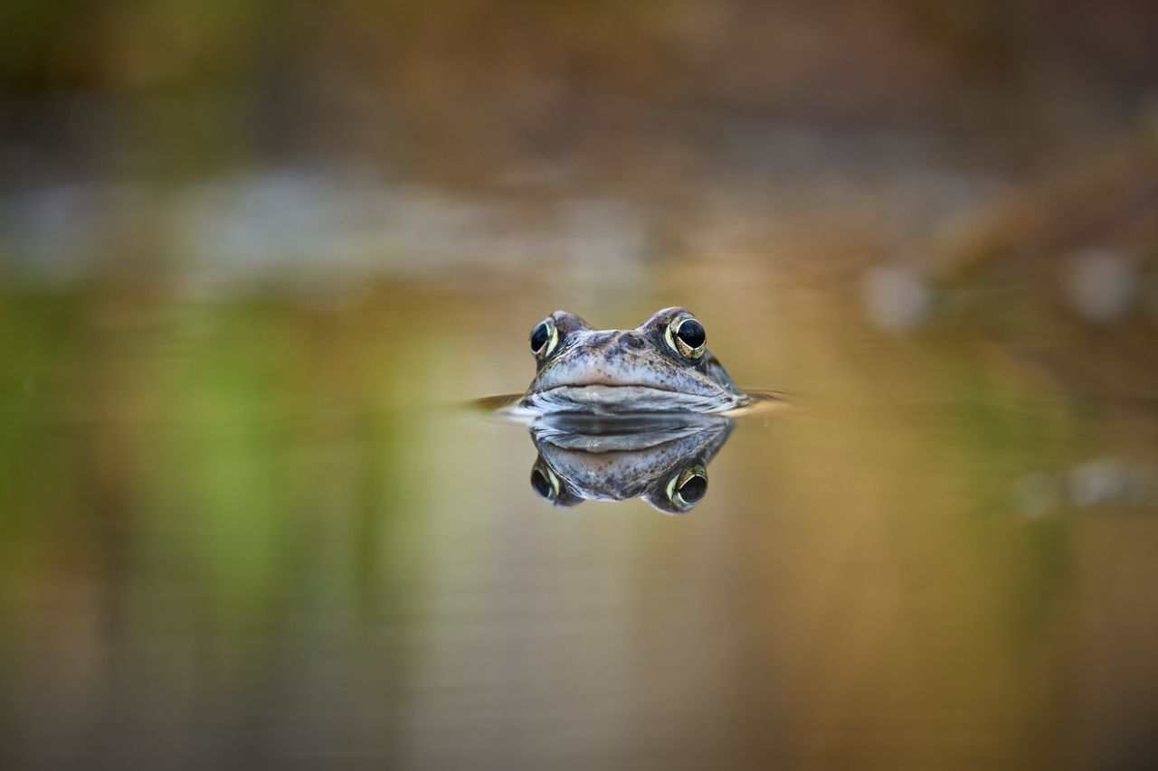 close up of a frog s head above calm water creating perfect reflection
