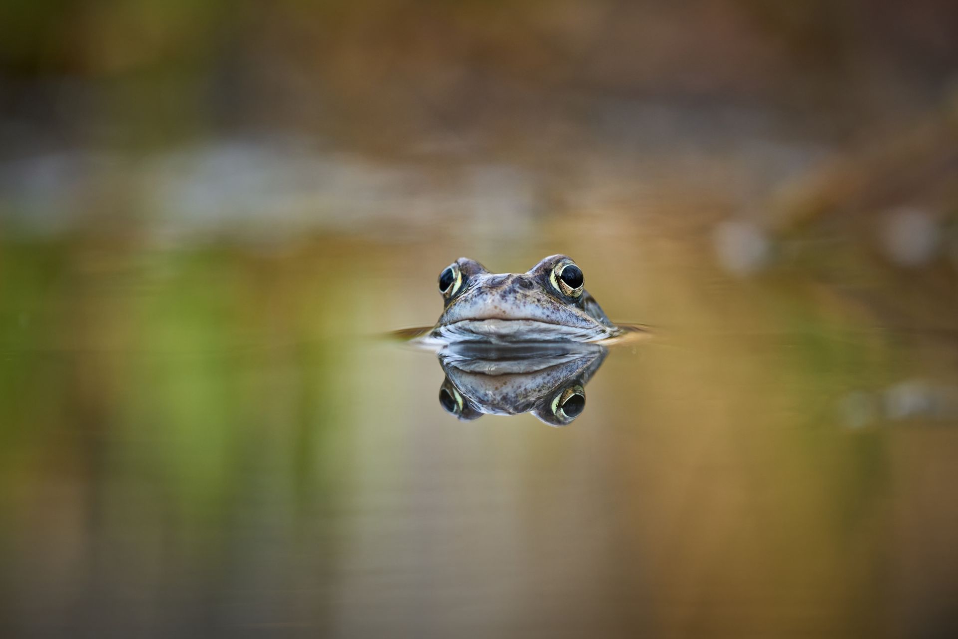 Frog Head in Water