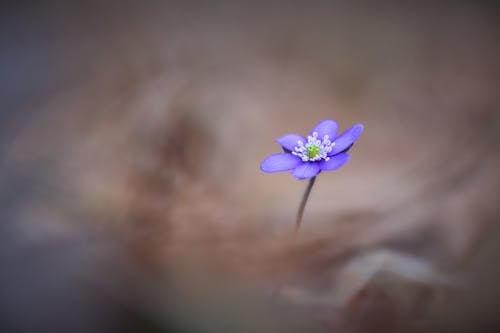 Lila Blume Im Wald