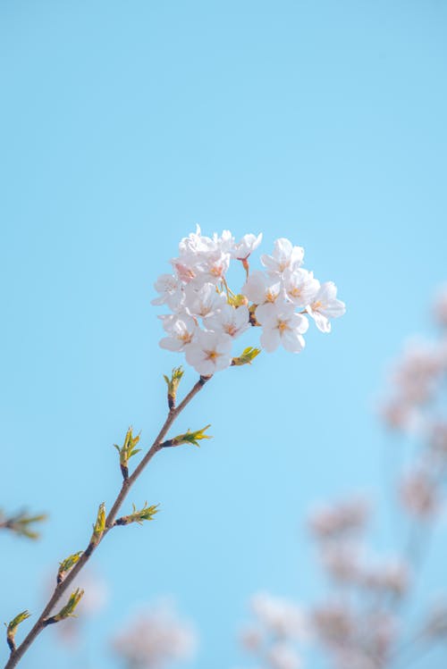 Foto profissional grátis de céu limpo, flor de cerejeira, flores