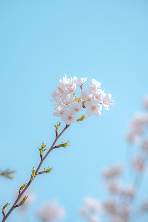 A close up of a white flower against a blue sky