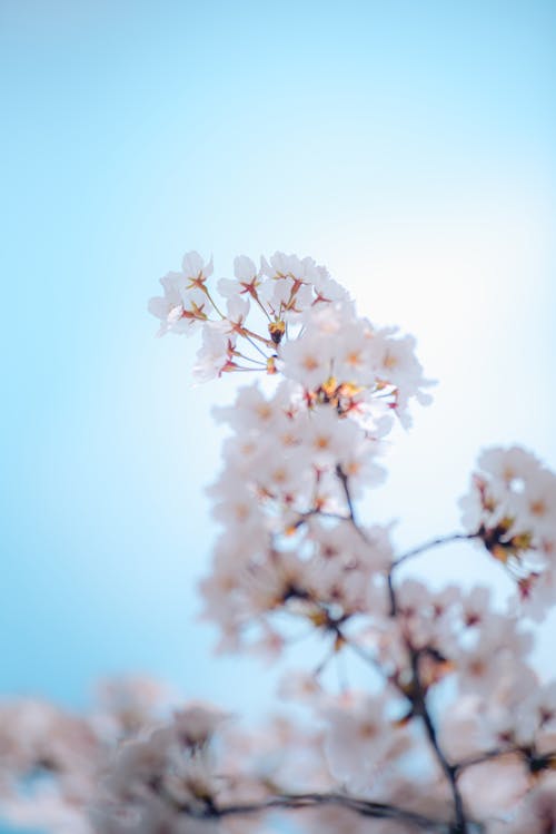 Безкоштовне стокове фото на тему «блакитне небо, весна квітка, вишневий цвіт»