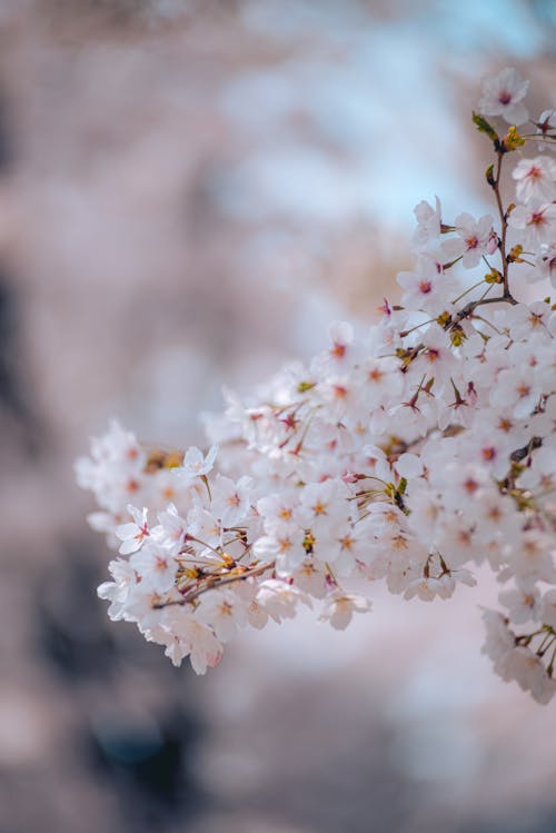 Fotobanka s bezplatnými fotkami na tému biela, čerešňa, jar